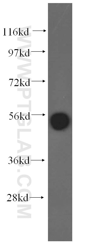 Western Blot (WB) analysis of mouse heart tissue using Alpha Tubulin Polyclonal antibody (10759-1-AP)
