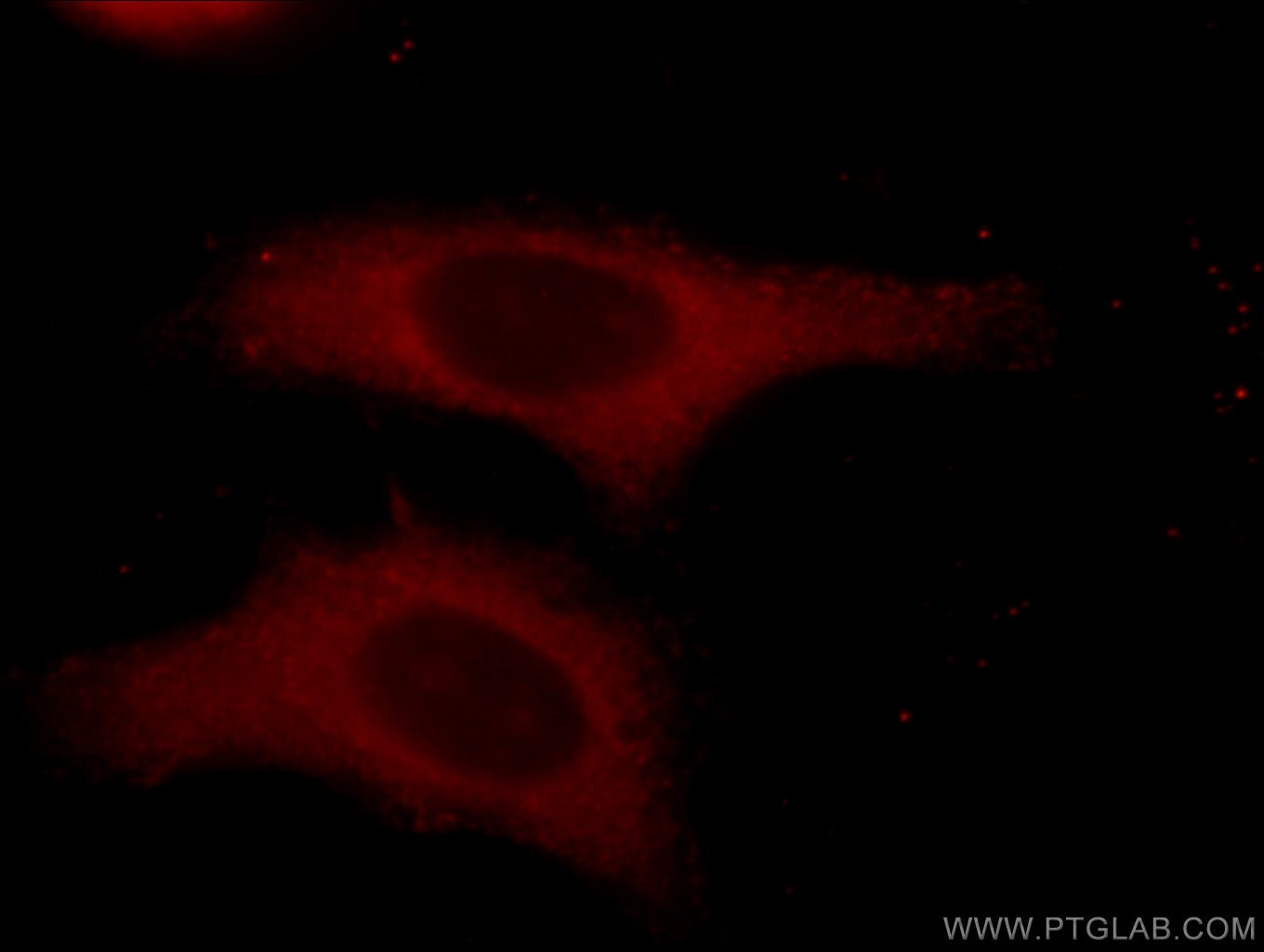 Immunofluorescence (IF) / fluorescent staining of HepG2 cells using Alpha Tubulin Polyclonal antibody (14555-1-AP)