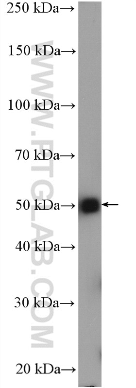 Western Blot (WB) analysis of mouse brain tissue using Alpha Tubulin Polyclonal antibody (14555-1-AP)