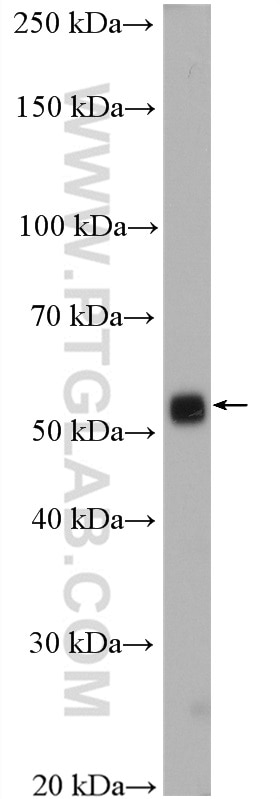 Western Blot (WB) analysis of mouse cerebellum tissue using Alpha Tubulin Polyclonal antibody (14555-1-AP)