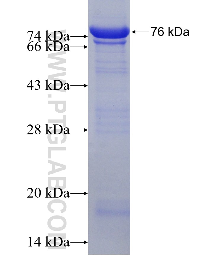 tubulin-Alpha fusion protein Ag6038 SDS-PAGE