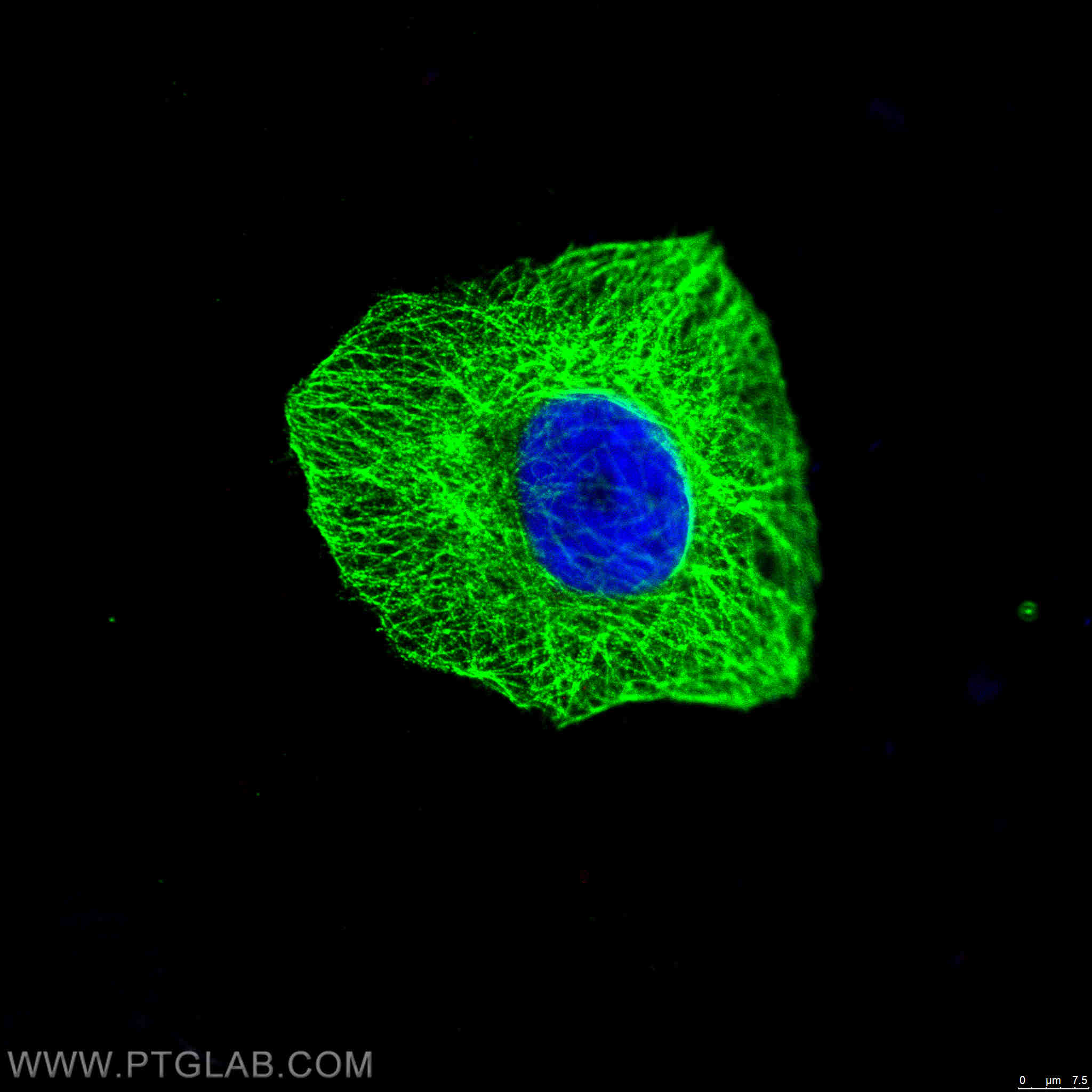 Immunofluorescence (IF) / fluorescent staining of MCF-7 cells using Alpha Tubulin Polyclonal antibody (11224-1-AP)
