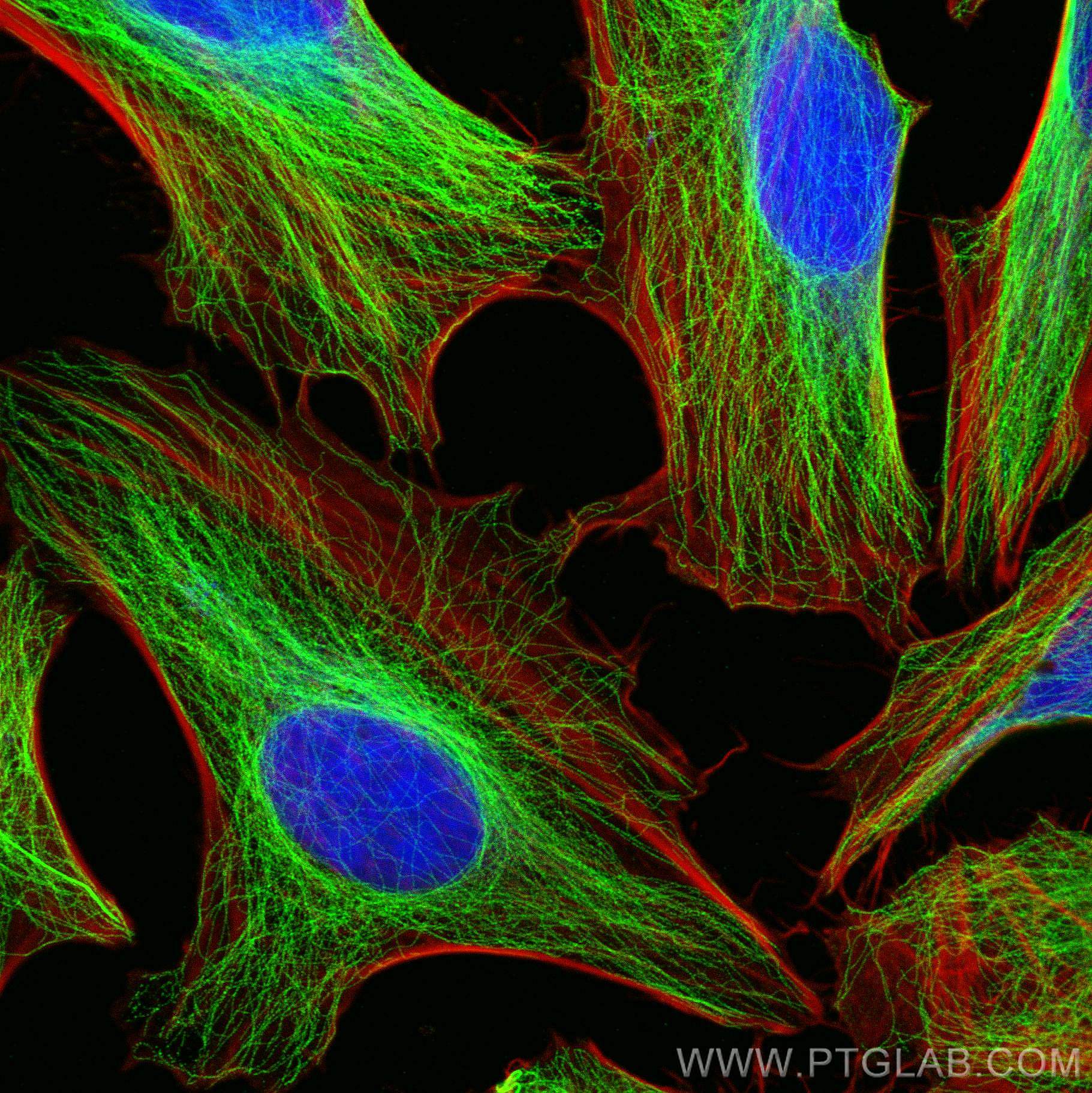 Immunofluorescence (IF) / fluorescent staining of HeLa cells using Alpha Tubulin Polyclonal antibody (11224-1-AP)