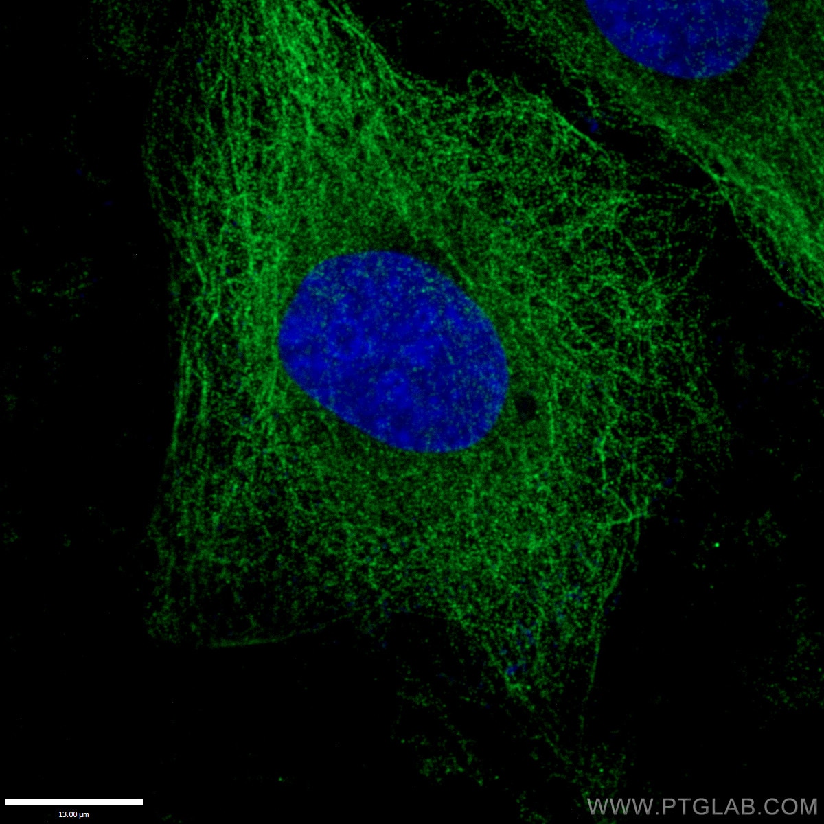 Immunofluorescence (IF) / fluorescent staining of HepG2 cells using Alpha Tubulin Polyclonal antibody (11224-1-AP)