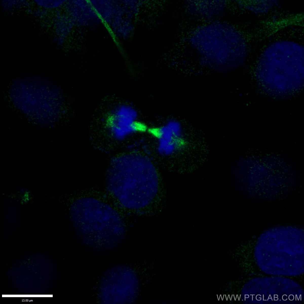 Immunofluorescence (IF) / fluorescent staining of HepG2 cells using Alpha Tubulin Polyclonal antibody (11224-1-AP)