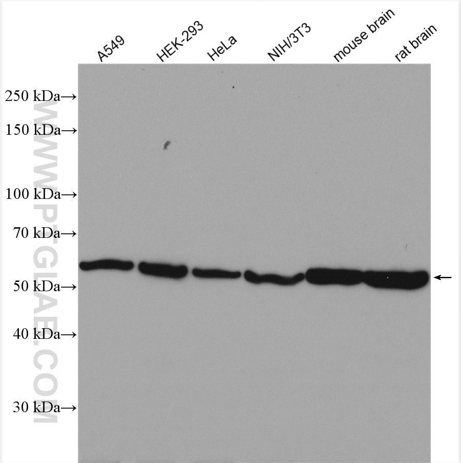 Western Blot (WB) analysis of various lysates using Alpha Tubulin Polyclonal antibody (11224-1-AP)