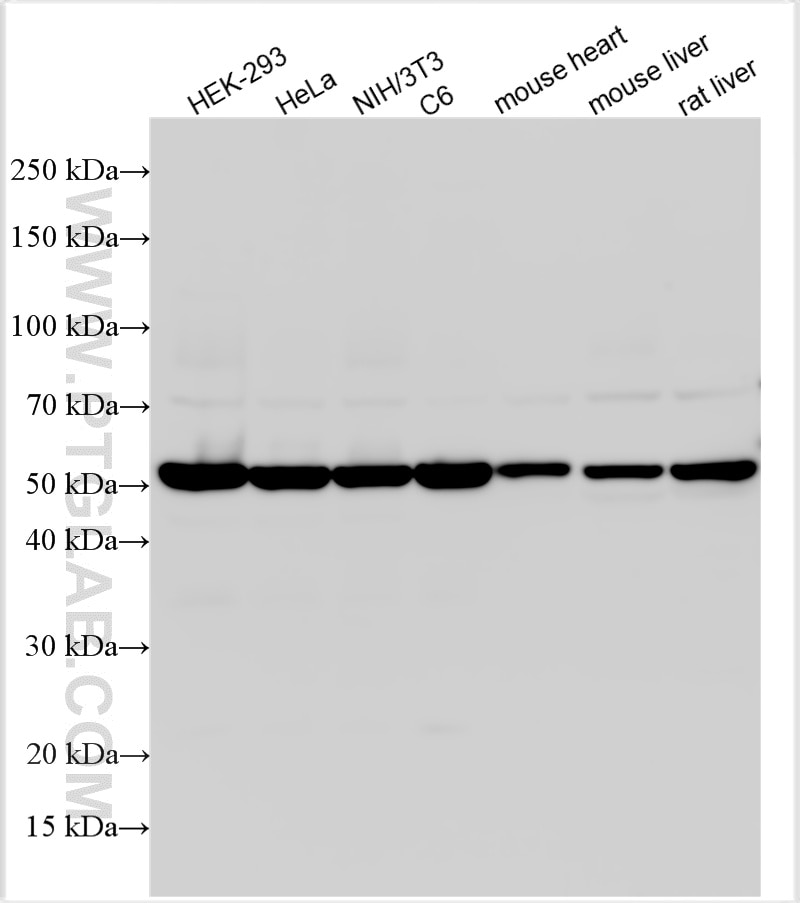 Western Blot (WB) analysis of various lysates using Alpha Tubulin Polyclonal antibody (11224-1-AP)