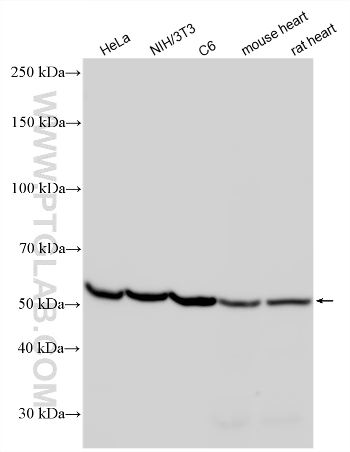 Western Blot (WB) analysis of various lysates using Alpha Tubulin Polyclonal antibody (11224-1-AP)