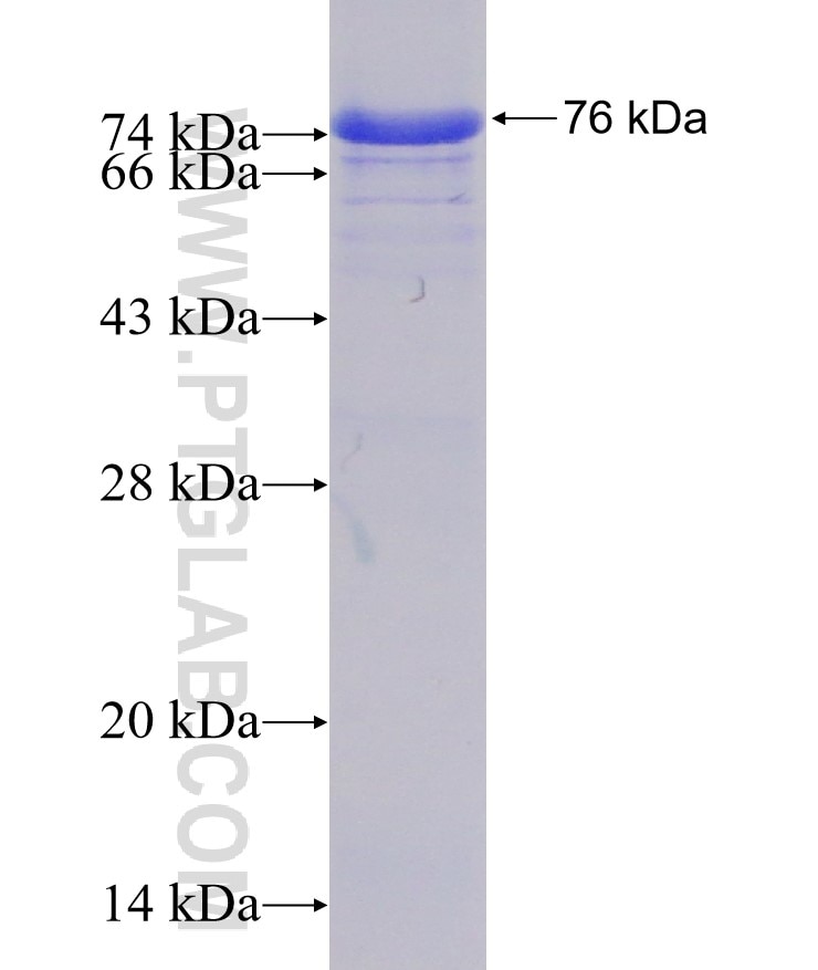 Tubulin-Alpha fusion protein Ag1727 SDS-PAGE