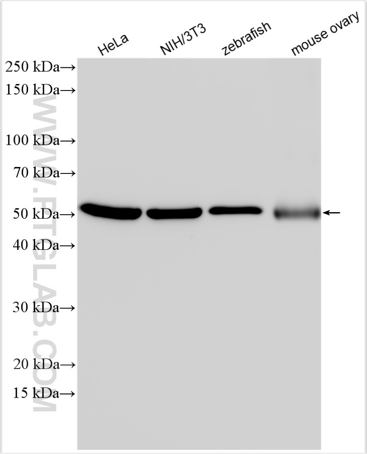 Western Blot (WB) analysis of various lysates using Alpha Tubulin Polyclonal antibody (16007-1-AP)