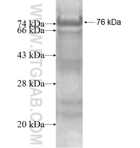 tubulin-Alpha fusion protein Ag8695 SDS-PAGE