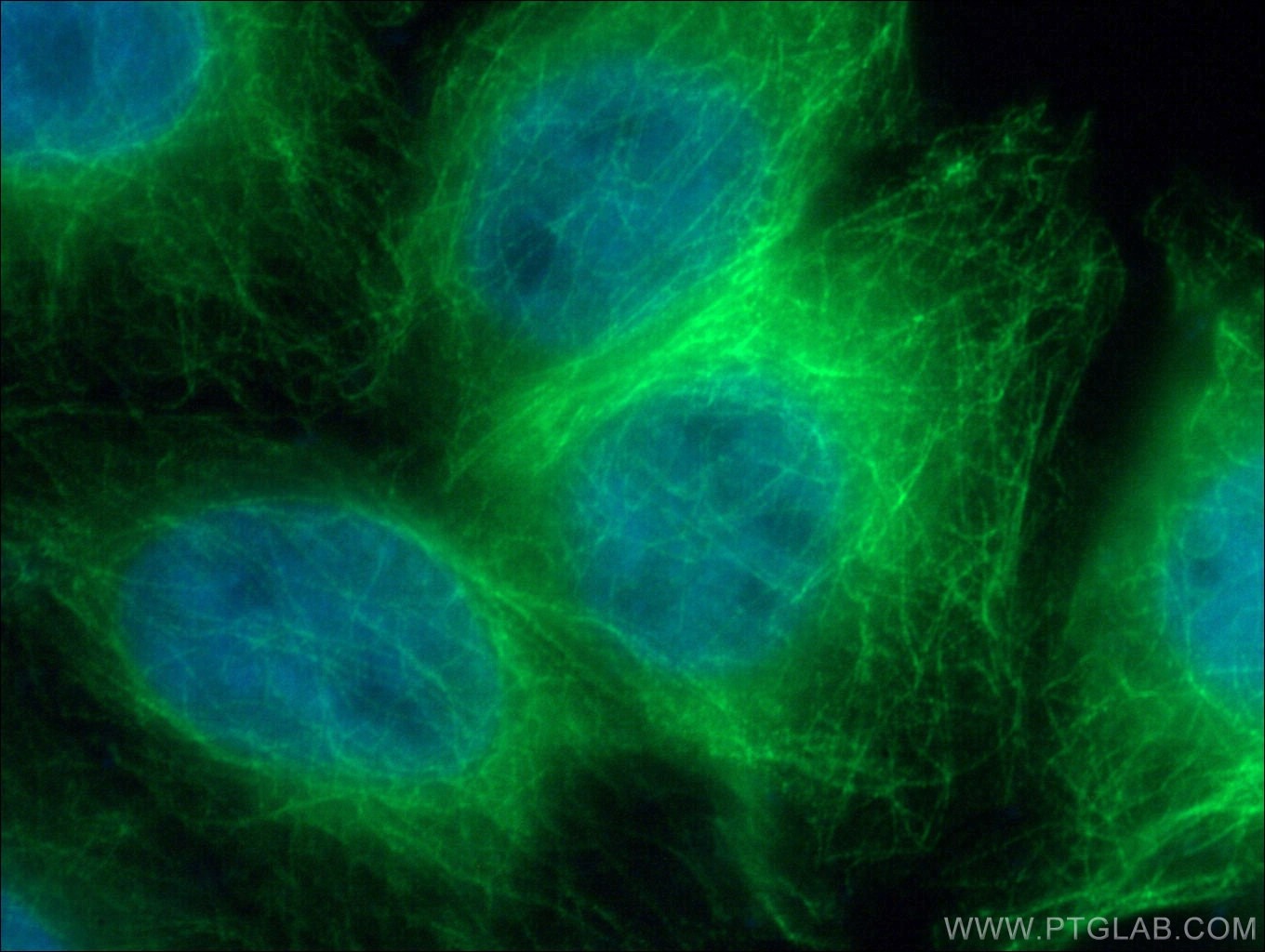 Immunofluorescence (IF) / fluorescent staining of HepG2 cells using Beta Tubulin Polyclonal antibody (10094-1-AP)