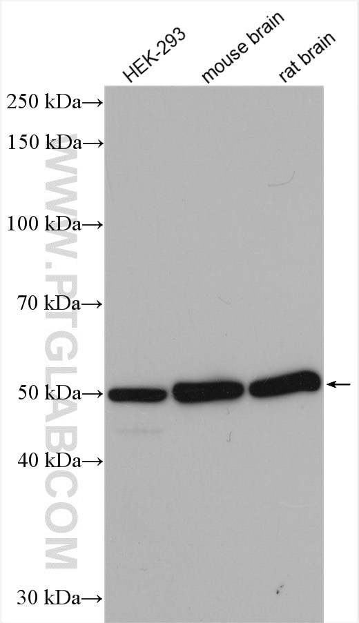 Western Blot (WB) analysis of various lysates using Beta Tubulin Polyclonal antibody (10094-1-AP)