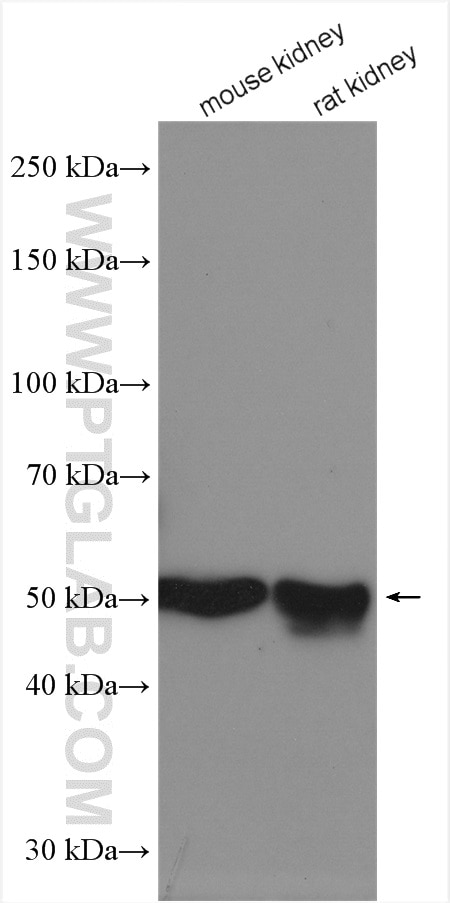 Western Blot (WB) analysis of various lysates using Beta Tubulin Polyclonal antibody (10094-1-AP)
