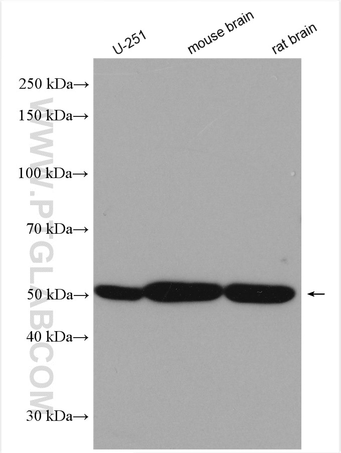 Western Blot (WB) analysis of various lysates using Beta Tubulin Polyclonal antibody (10094-1-AP)