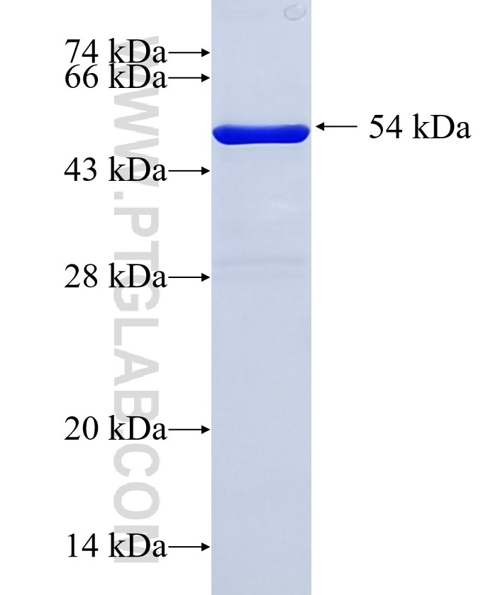 tubulin-beta fusion protein Ag0136 SDS-PAGE
