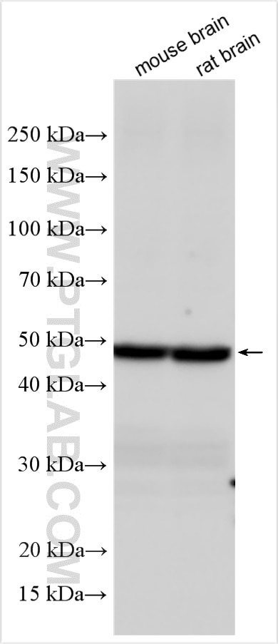 Western Blot (WB) analysis of various lysates using Beta Tubulin Polyclonal antibody (10063-2-AP)