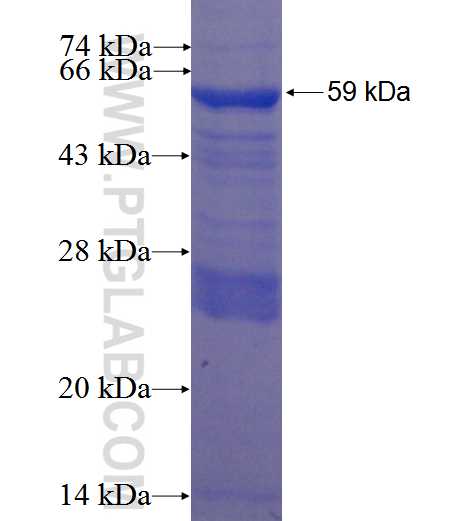 tubulin-beta fusion protein Ag0108 SDS-PAGE