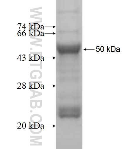tubulin-beta fusion protein Ag5860 SDS-PAGE