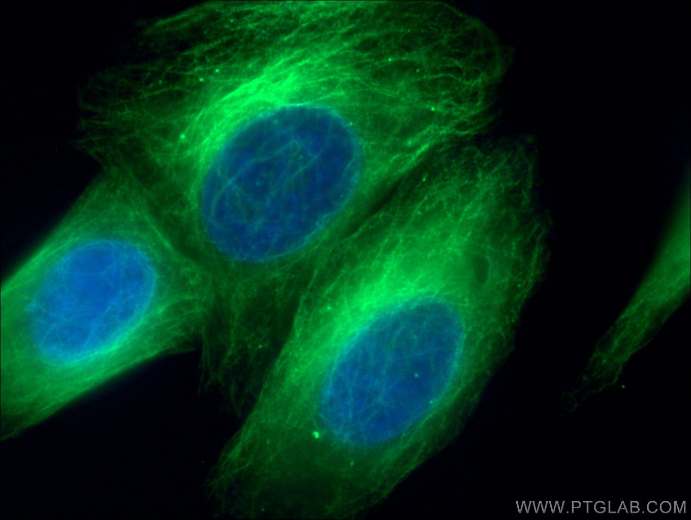Immunofluorescence (IF) / fluorescent staining of HepG2 cells using Beta Tubulin Polyclonal antibody (10068-1-AP)