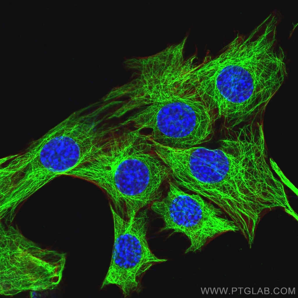 IF Staining of C2C12 using 10068-1-AP