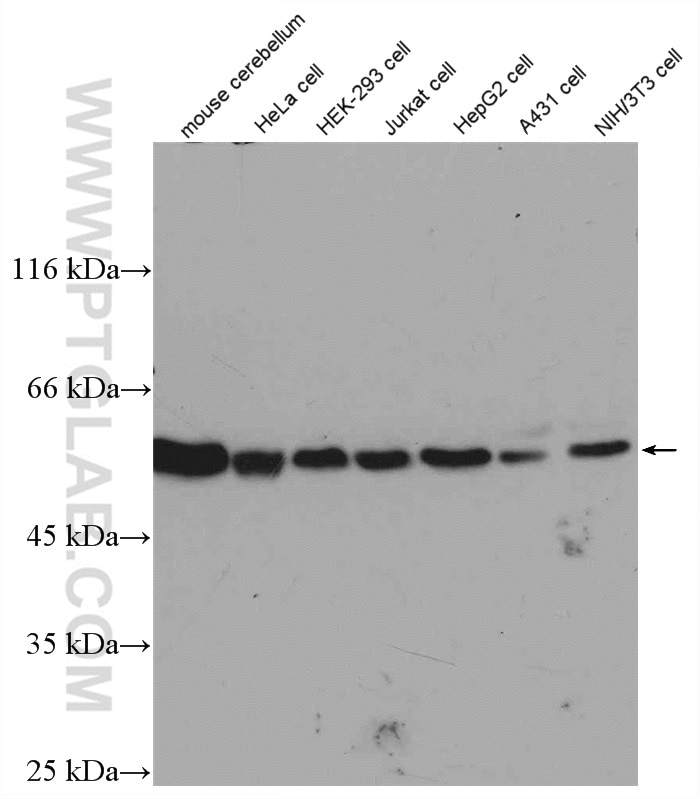 Western Blot (WB) analysis of various lysates using Beta Tubulin Polyclonal antibody (10068-1-AP)