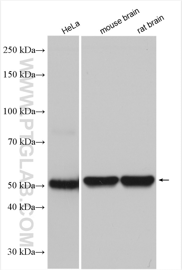 Western Blot (WB) analysis of various lysates using Beta Tubulin Polyclonal antibody (10068-1-AP)