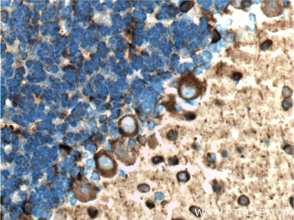 Immunohistochemistry (IHC) staining of mouse cerebellum tissue using TUBB3-specific Monoclonal antibody (66375-1-Ig)