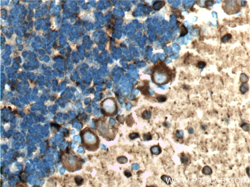 Immunohistochemistry (IHC) staining of mouse cerebellum tissue using TUBB3-specific/TUJ1 Monoclonal antibody (66375-1-Ig)