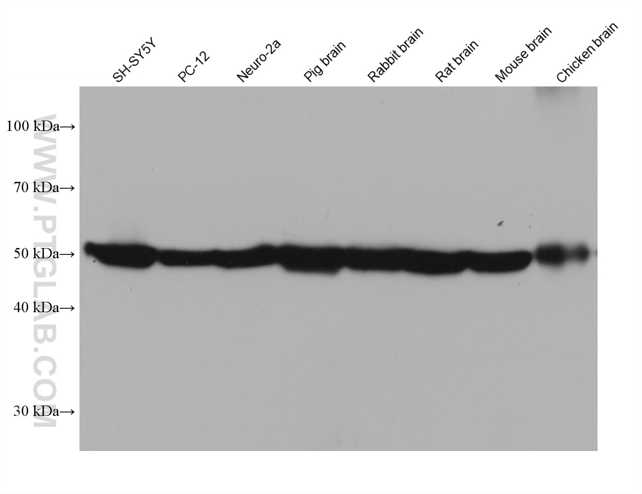 Western Blot (WB) analysis of various lysates using TUBB3-specific/TUJ1 Monoclonal antibody (66375-1-Ig)