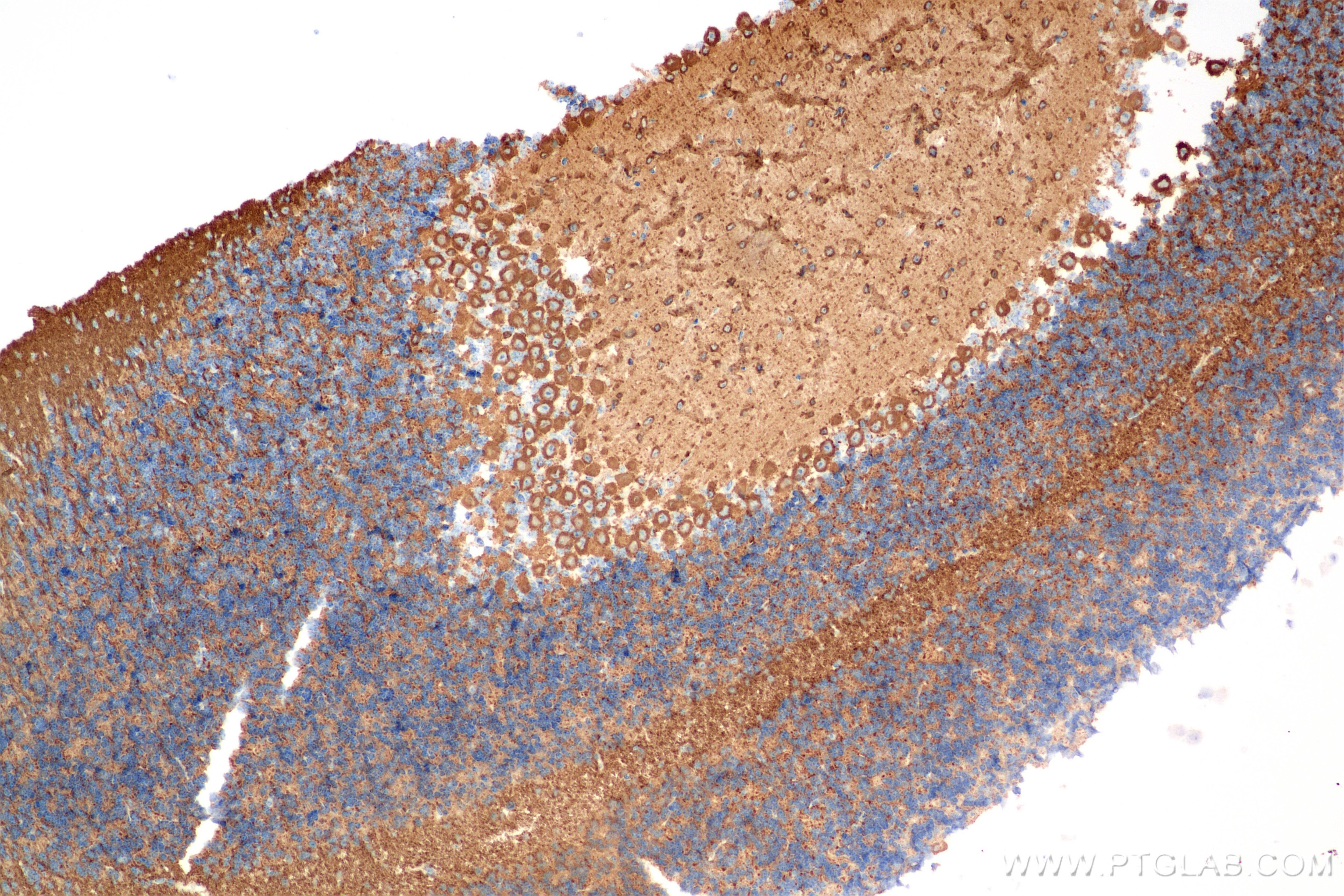 Immunohistochemistry (IHC) staining of mouse cerebellum tissue using TUBB3-specific/TUJ1 Recombinant antibody (80128-3-RR)
