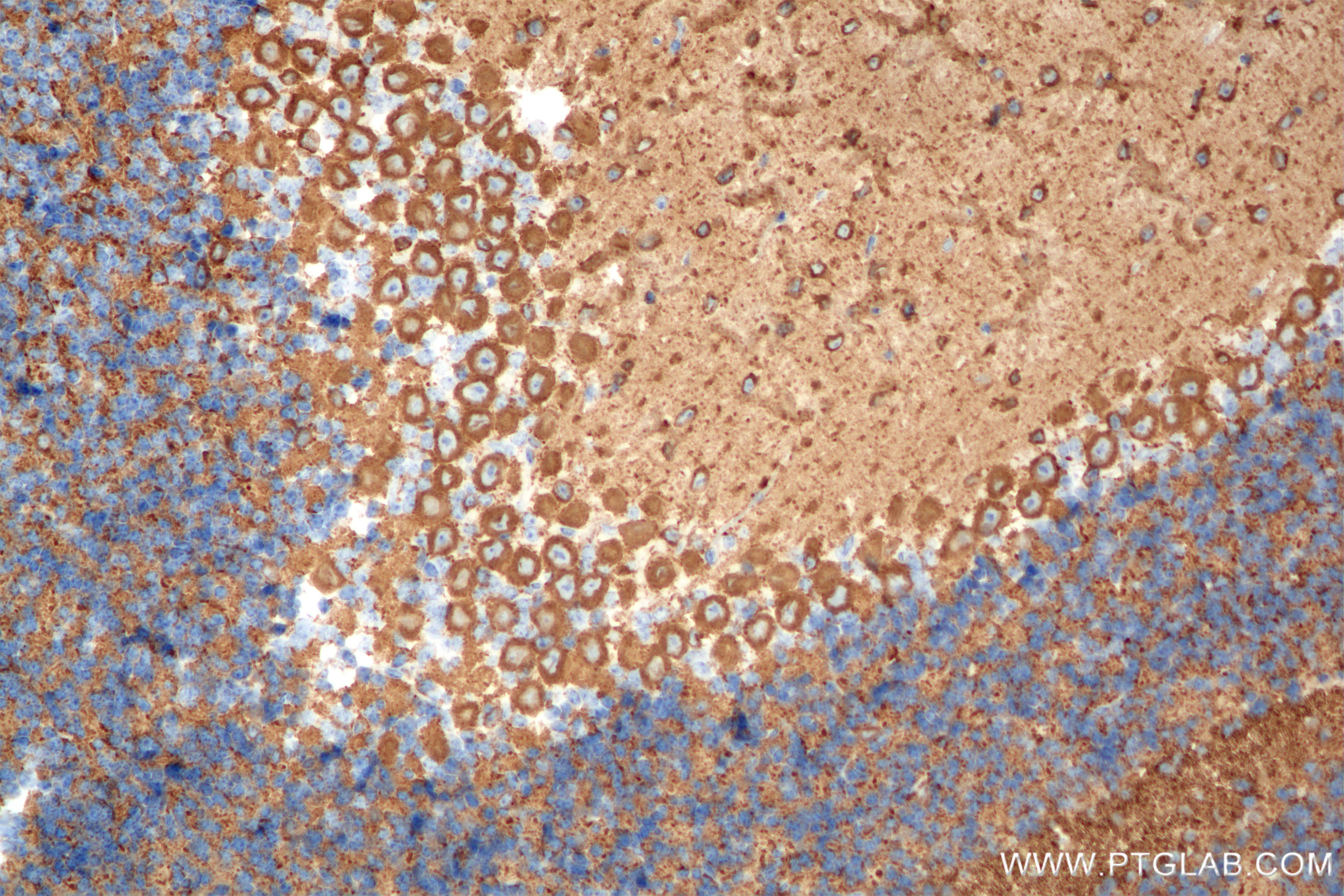 Immunohistochemistry (IHC) staining of mouse cerebellum tissue using TUBB3-specific/TUJ1 Recombinant antibody (80128-3-RR)