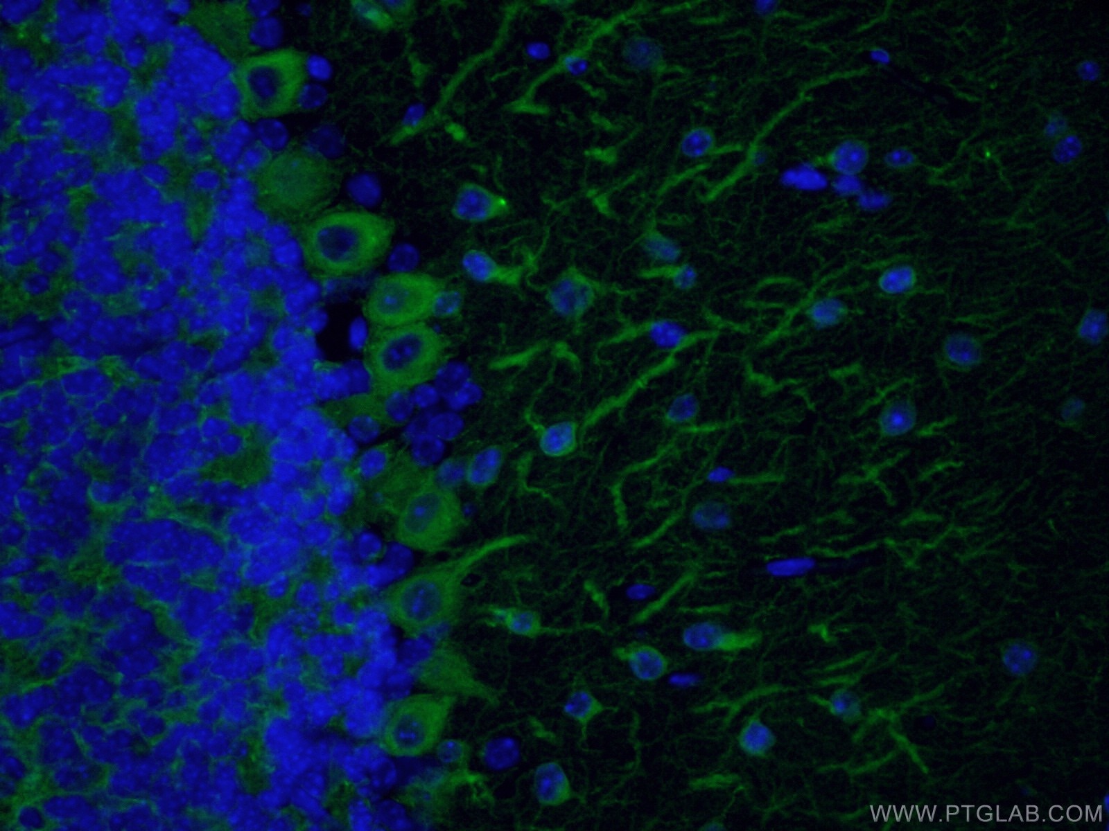 Immunofluorescence (IF) / fluorescent staining of mouse brain tissue using CoraLite® Plus 488-conjugated TUBB3-specific/TUJ1  (CL488-66375)