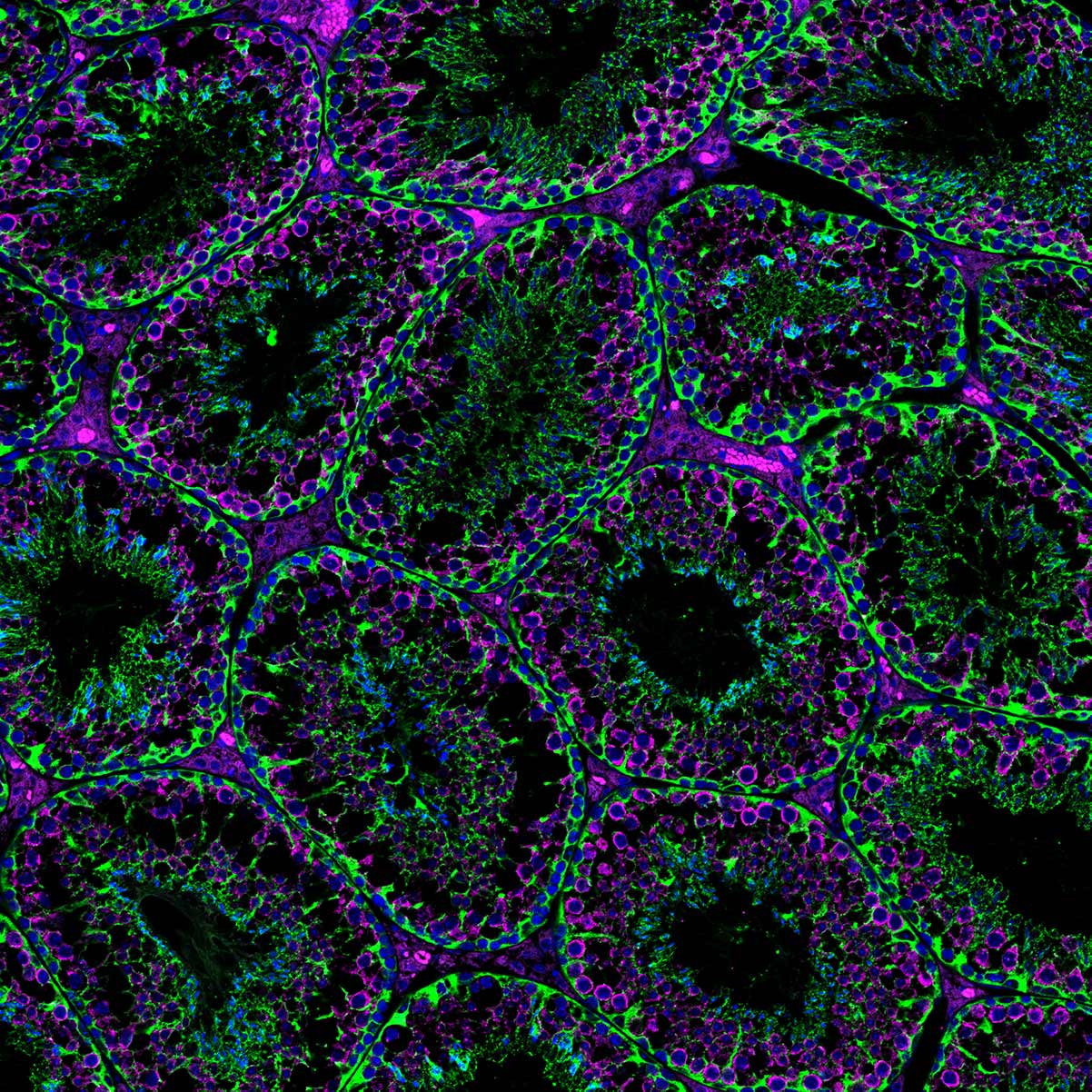 Immunofluorescence (IF) / fluorescent staining of mouse testis tissue using CoraLite® Plus 488-conjugated TUBB3-specific/TUJ1  (CL488-66375)