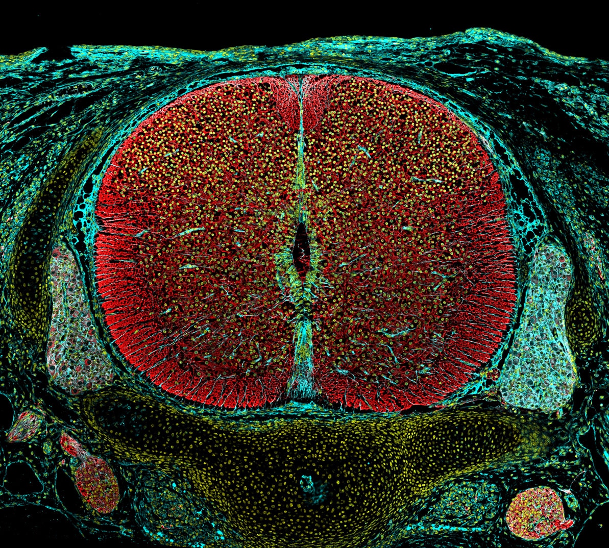 Immunofluorescence (IF) / fluorescent staining of mouse spine using CoraLite® Plus 488-conjugated TUBB3-specific/TUJ1  (CL488-66375)