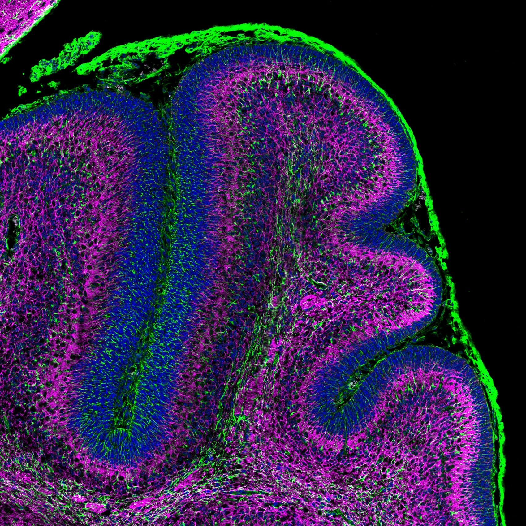 Immunofluorescence (IF) / fluorescent staining of mouse cerebellum tissue using CoraLite® Plus 488-conjugated TUBB3-specific/TUJ1  (CL488-66375)