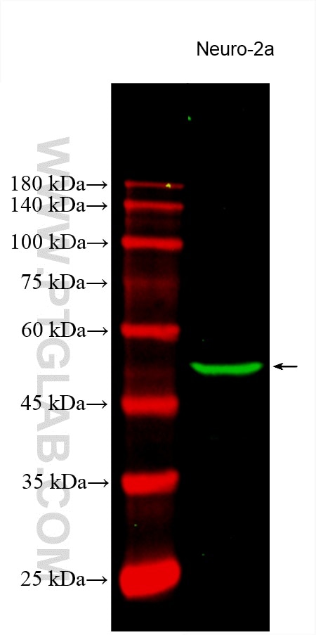 Western Blot (WB) analysis of various lysates using CoraLite® Plus 488-conjugated TUBB3-specific/TUJ1  (CL488-66375)