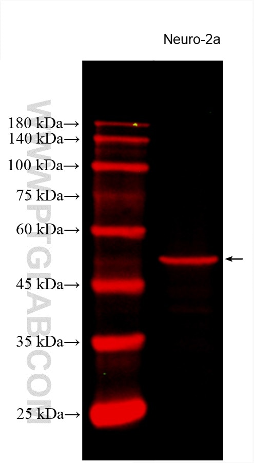 Western Blot (WB) analysis of various lysates using CoraLite®594-conjugated TUBB3-specific Monoclonal  (CL594-66375)