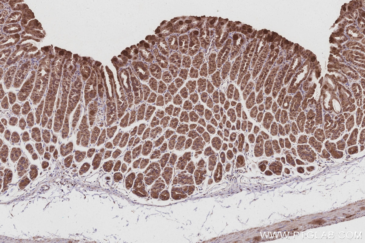 IHC staining of mouse stomach using 27433-1-AP Immunohistochemistry (IHC) staining of mouse stomach tissue using TUBD1 Polyclonal antibody (27433-1-AP)
