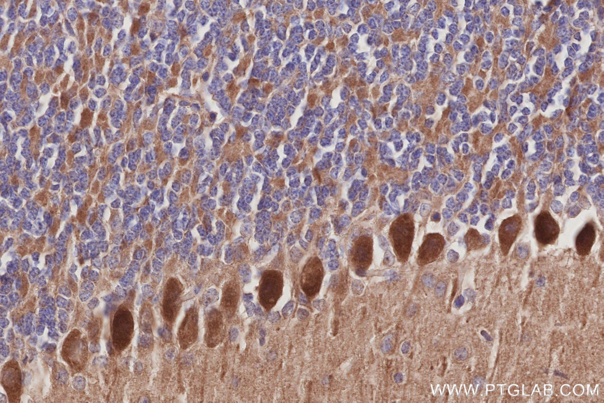 IHC staining of mouse cerebellum using 27433-1-AP Immunohistochemistry (IHC) staining of mouse cerebellum tissue using TUBD1 Polyclonal antibody (27433-1-AP)