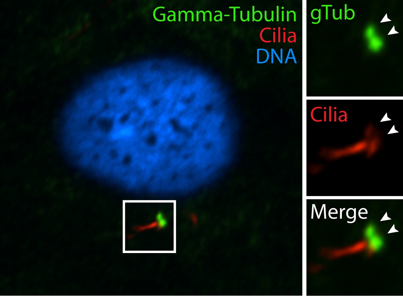 Gamma Tubulin Polyclonal antibody