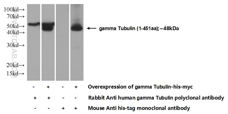 WB analysis of Transfected HEK-293 using 15176-1-AP