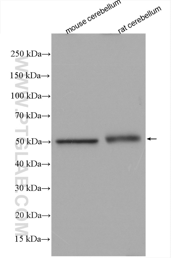 Western Blot (WB) analysis of various lysates using TUBG2 Polyclonal antibody (28009-1-AP)