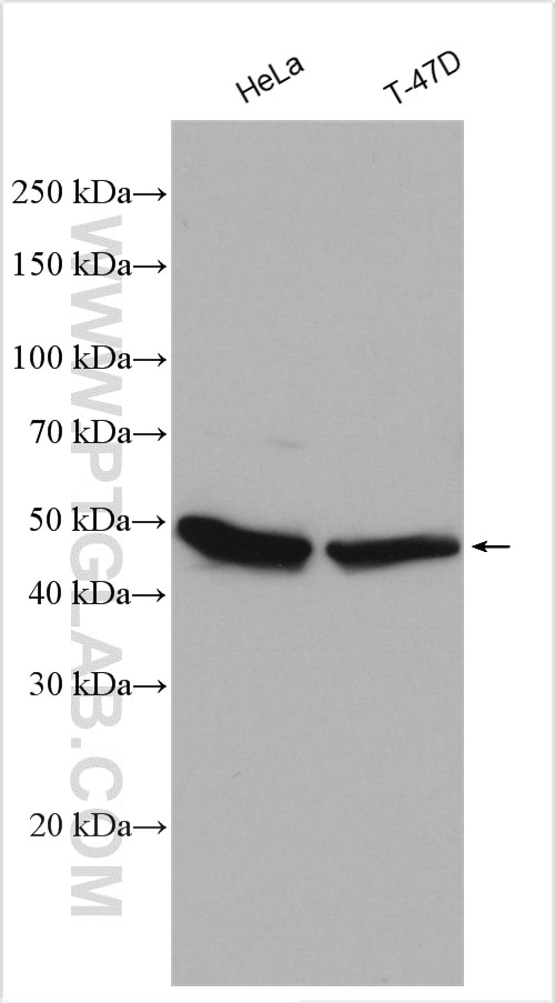 Western Blot (WB) analysis of various lysates using TUBG2 Polyclonal antibody (28009-1-AP)