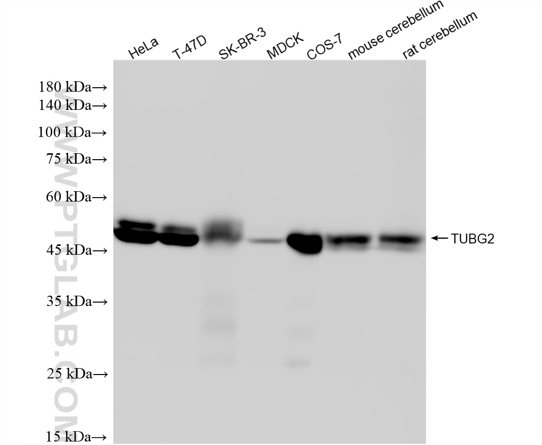 WB analysis using 87516-1-RR Western Blot (WB) analysis of various lysates using TUBG2 Recombinant monoclonal antibody (87516-1-RR)