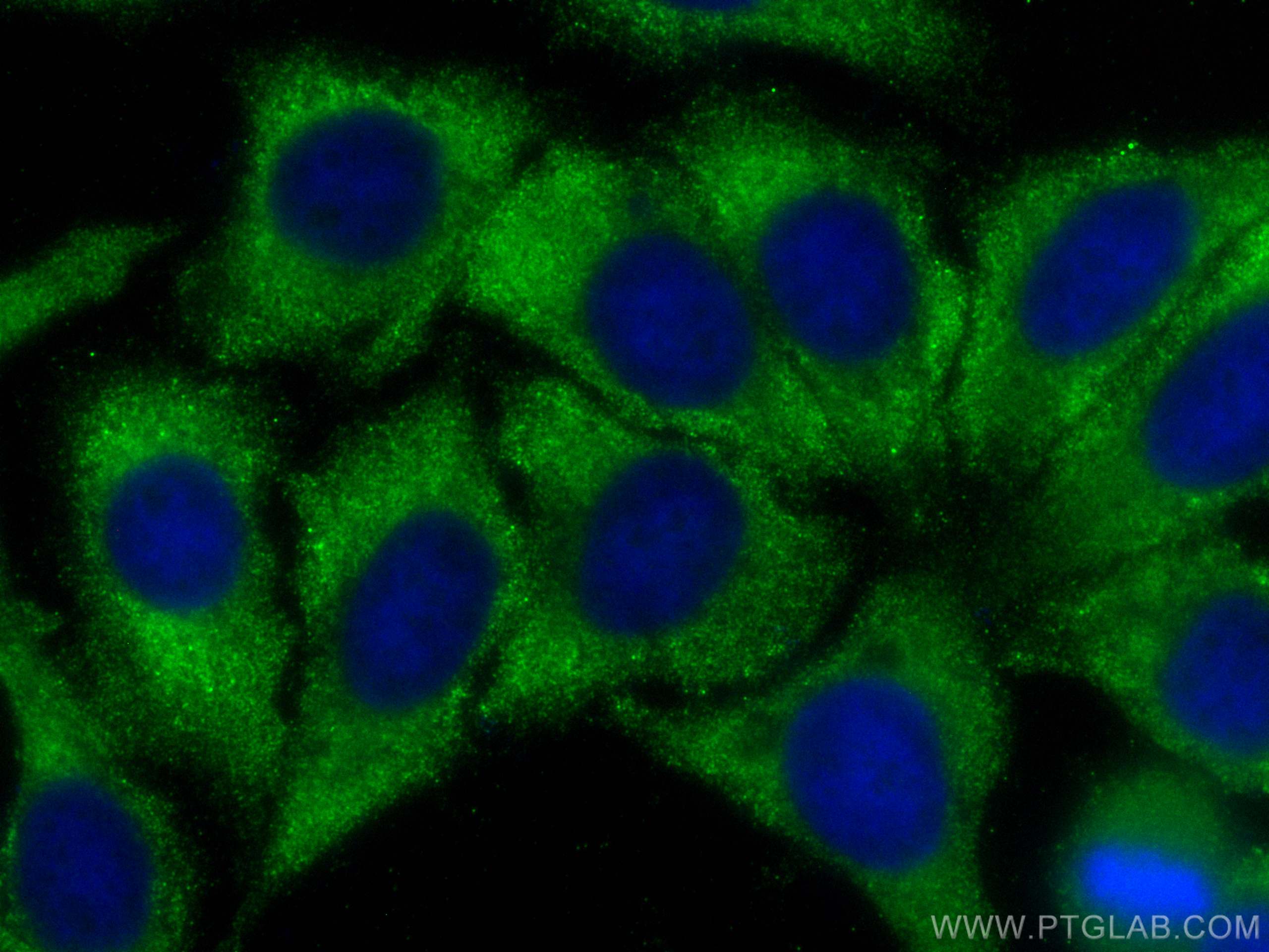 Immunofluorescence (IF) / fluorescent staining of HepG2 cells using CoraLite® Plus 488-conjugated TUBG2 Polyclonal ant (CL488-28009)