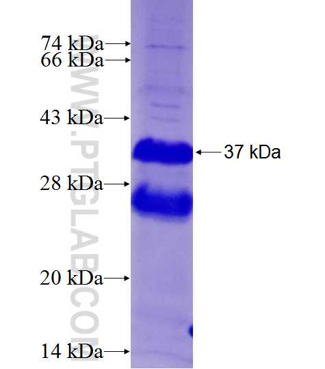 TUBG2 fusion protein Ag27728 SDS-PAGE