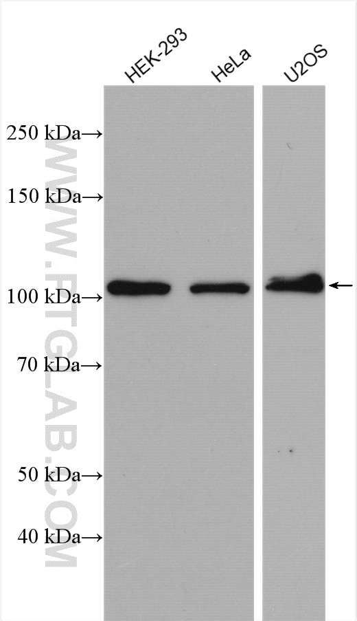 Western Blot (WB) analysis of various lysates using TUBGCP2 Polyclonal antibody (25856-1-AP)