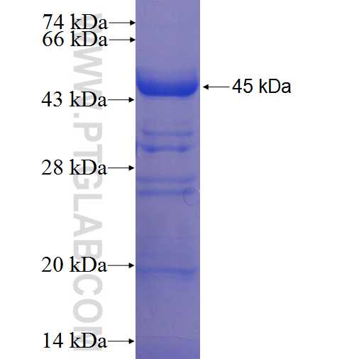 TUBGCP2 fusion protein Ag23066 SDS-PAGE