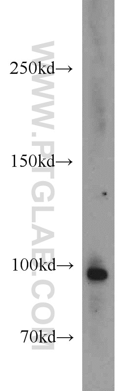 Western Blot (WB) analysis of Jurkat cells using TUBGCP3 Polyclonal antibody (15719-1-AP)
